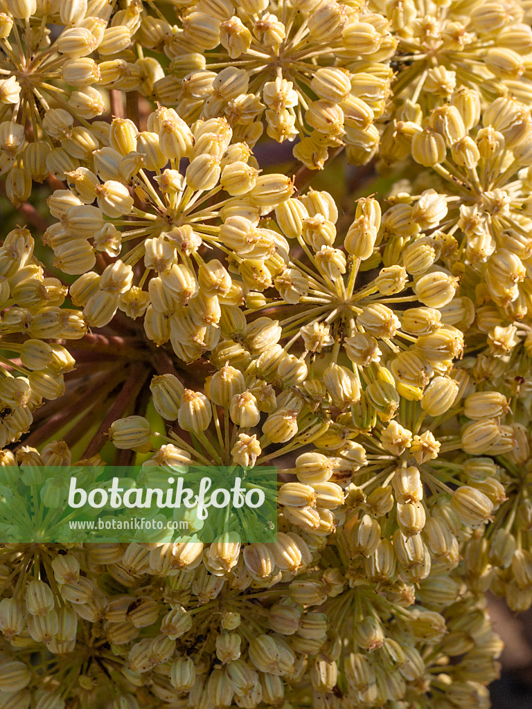 415018 - Garden angelica (Angelica archangelica)