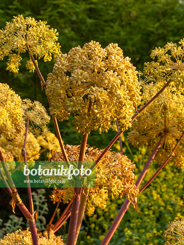 462066 - Garden angelica (Angelica archangelica)