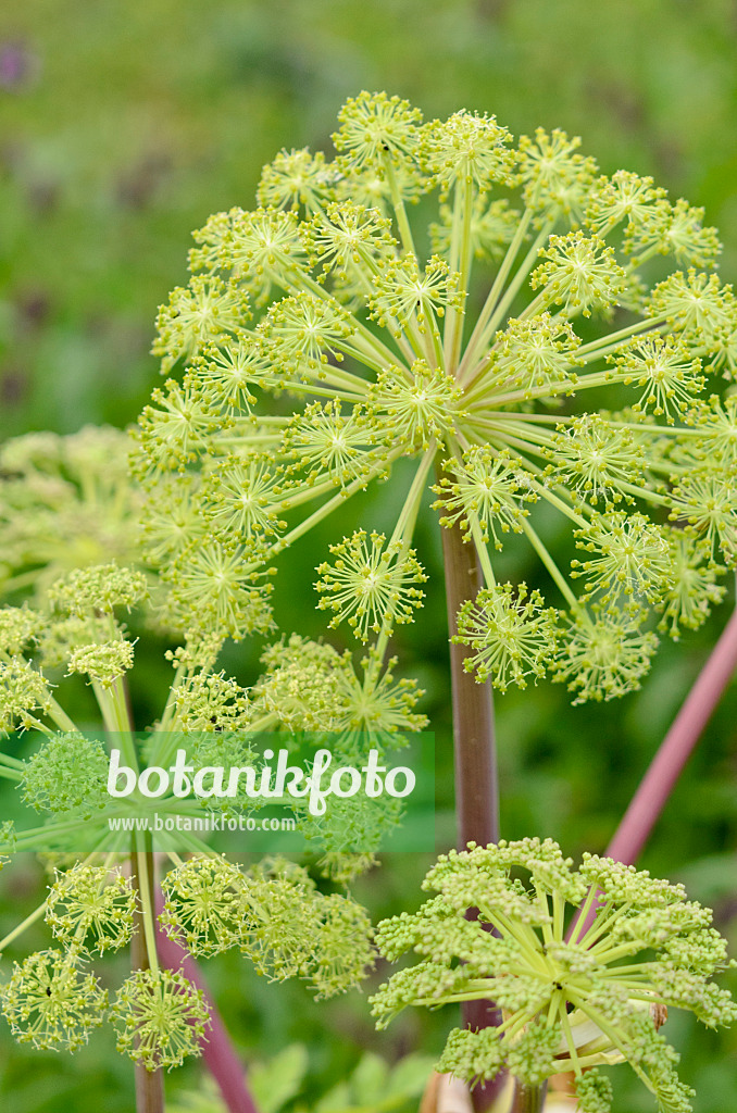 521063 - Garden angelica (Angelica archangelica)