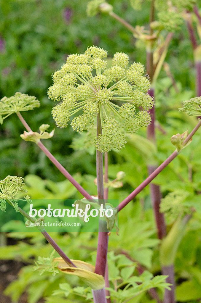 521064 - Garden angelica (Angelica archangelica)