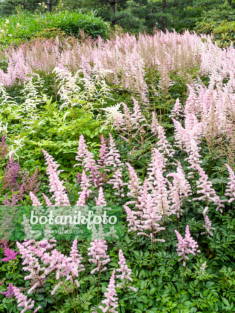 462080 - Garden astilbe (Astilbe x arendsii)