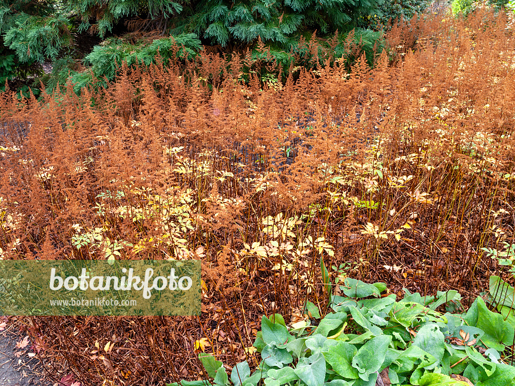 465259 - Garden astilbe (Astilbe x arendsii)