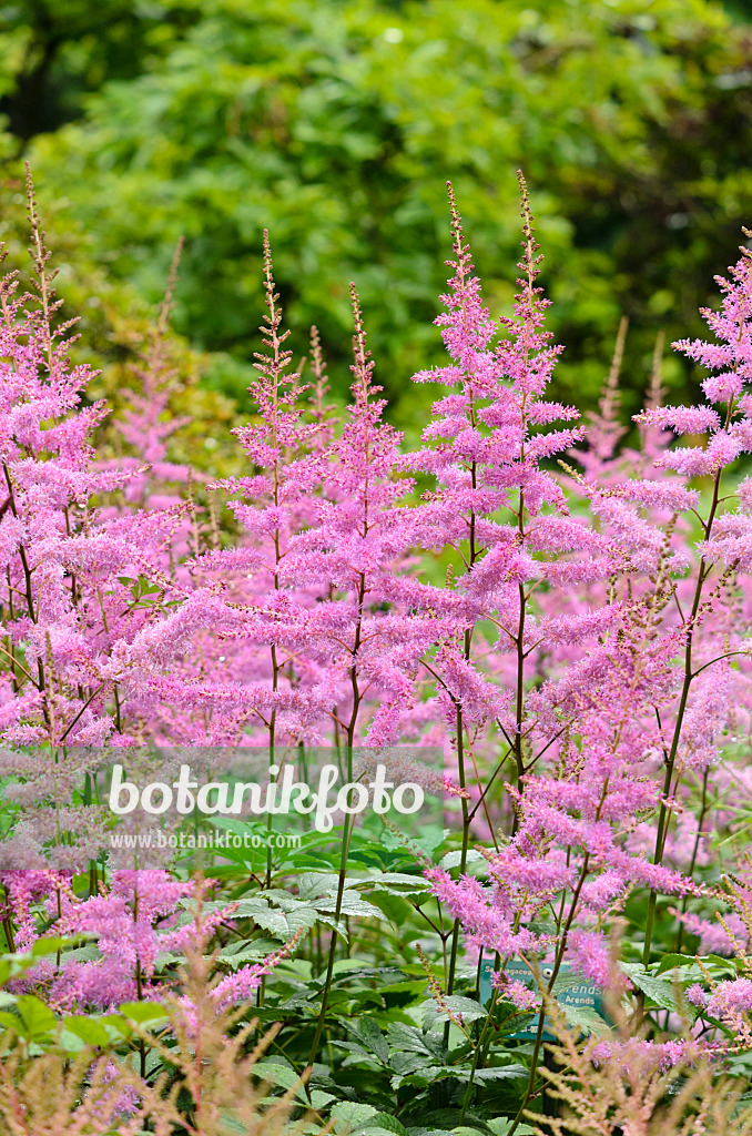 521440 - Garden astilbe (Astilbe x arendsii 'Amethyst')