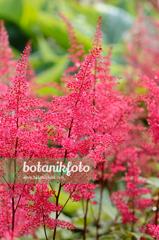 521439 - Garden astilbe (Astilbe x arendsii 'Obergärtner Jürgens')