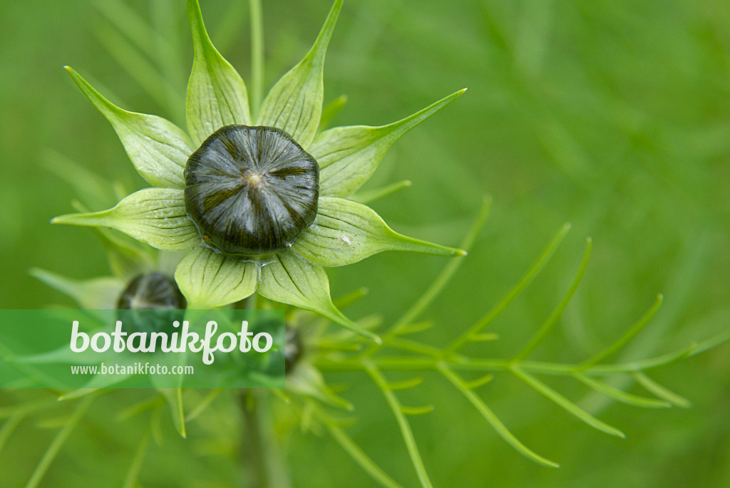 463094 - Garden cosmos (Cosmos bipinnatus)