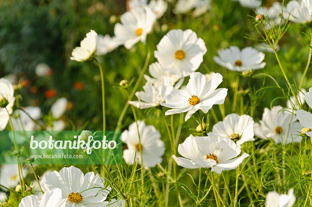 476239 - Garden cosmos (Cosmos bipinnatus)