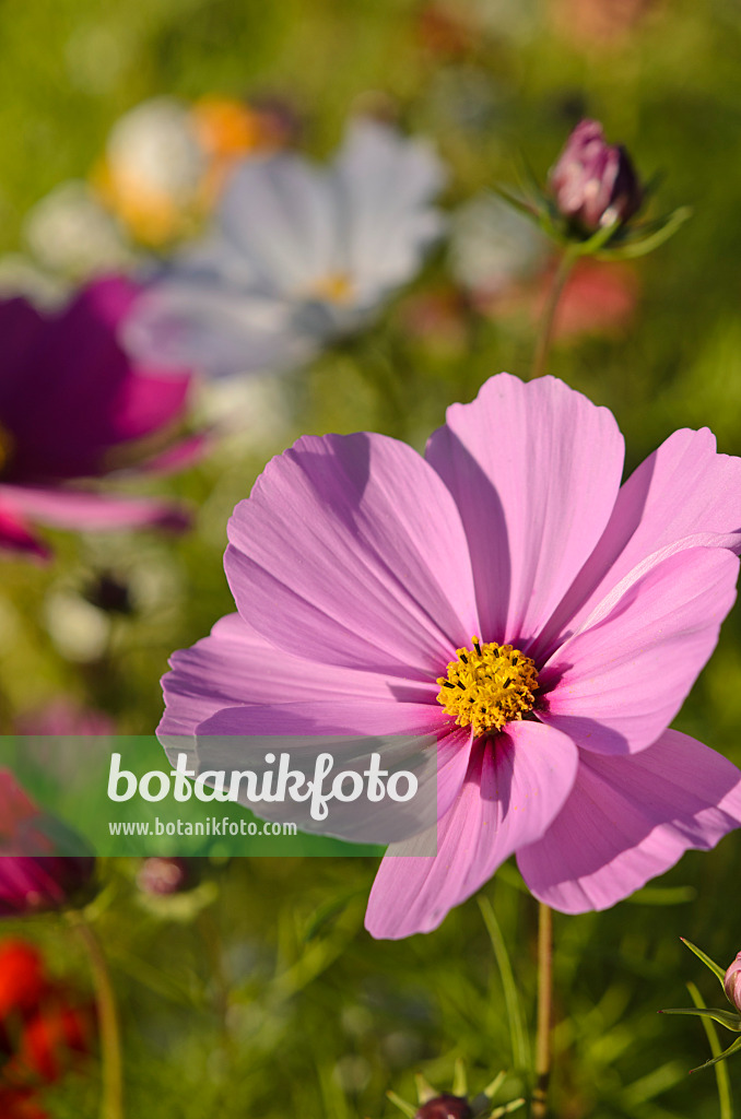 549013 - Garden cosmos (Cosmos bipinnatus)