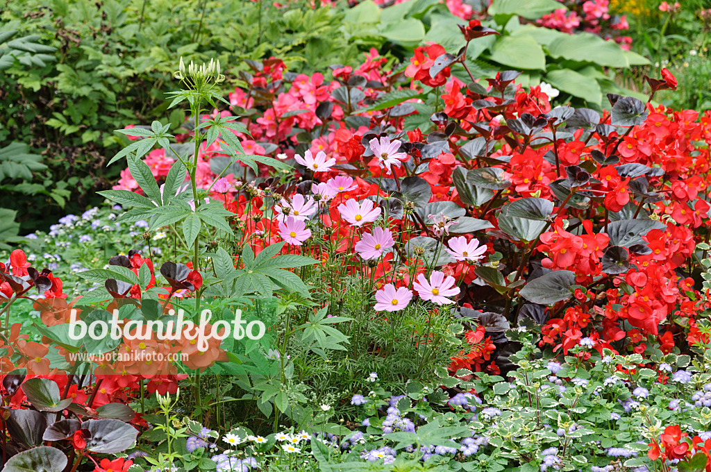 487127 - Garden cosmos (Cosmos bipinnatus), begonia (Begonia semperflorens) and floss flower (Ageratum houstonianum)