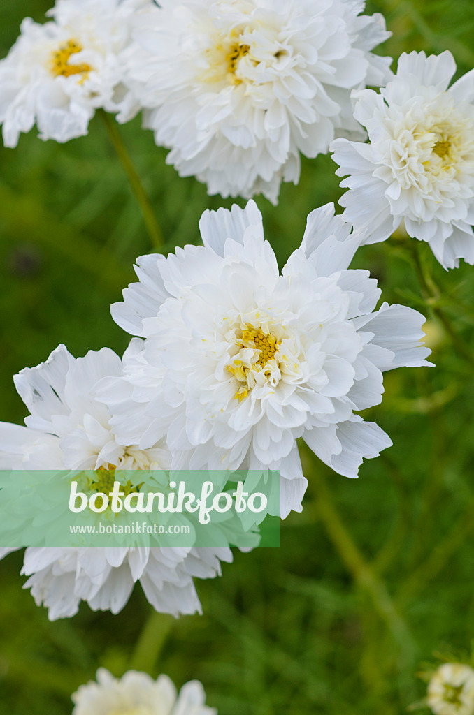 523235 - Garden cosmos (Cosmos bipinnatus 'Double Click Snow Puff')