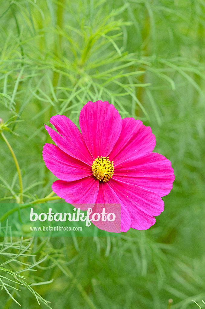 523106 - Garden cosmos (Cosmos bipinnatus 'Frühwunder')