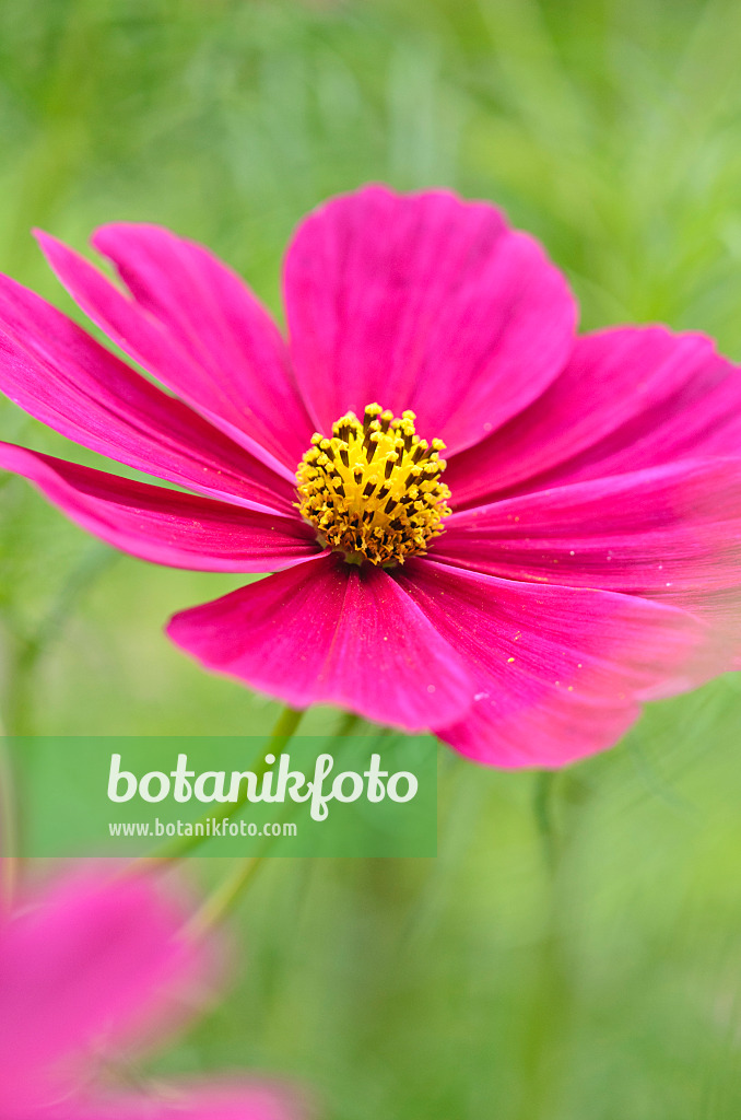 523107 - Garden cosmos (Cosmos bipinnatus 'Frühwunder')