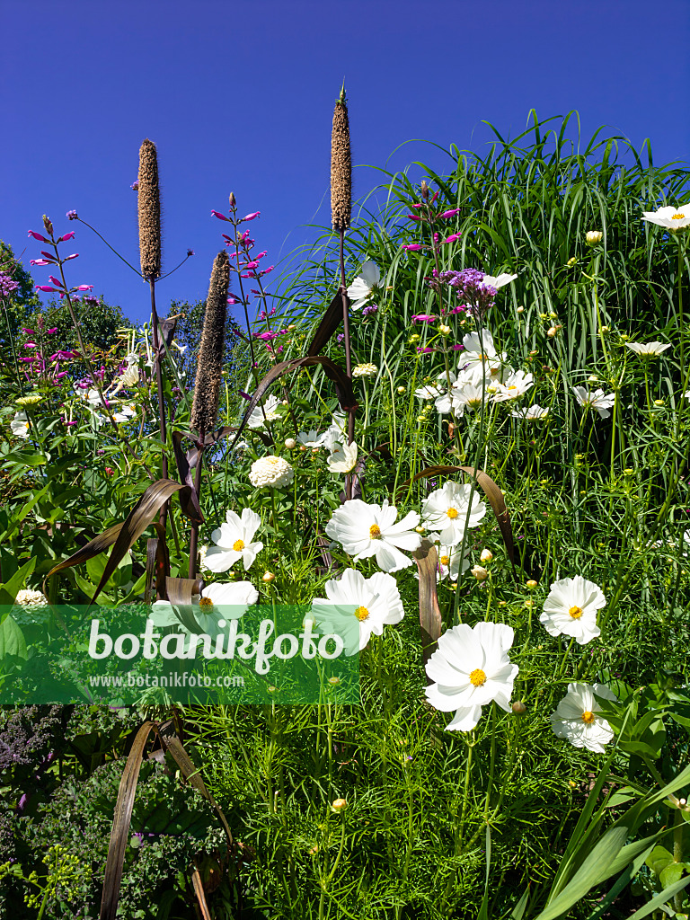 439362 - Garden cosmos (Cosmos bipinnatus) and perl millet (Pennisetum glaucum 'Purple Majesty' syn. Pennisetum americanum 'Purple Majesty')