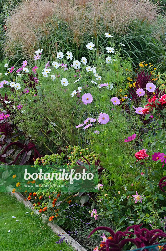 524092 - Garden cosmos (Cosmos bipinnatus) and red amaranth (Amaranthus cruentus)