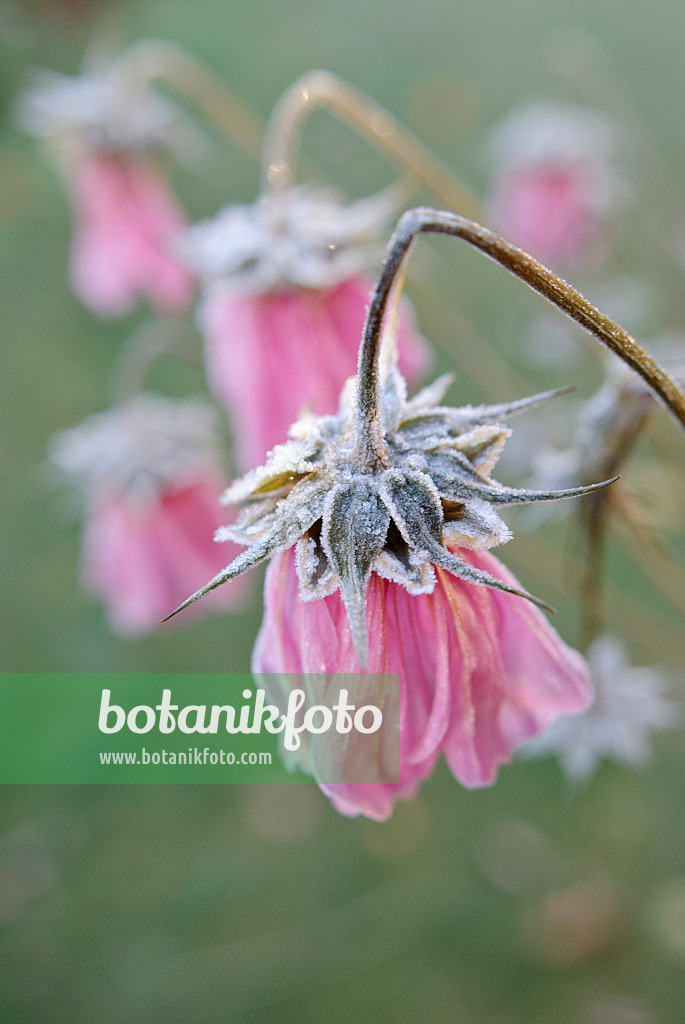 518062 - Garden cosmos (Cosmos bipinnatus) with hoar frost