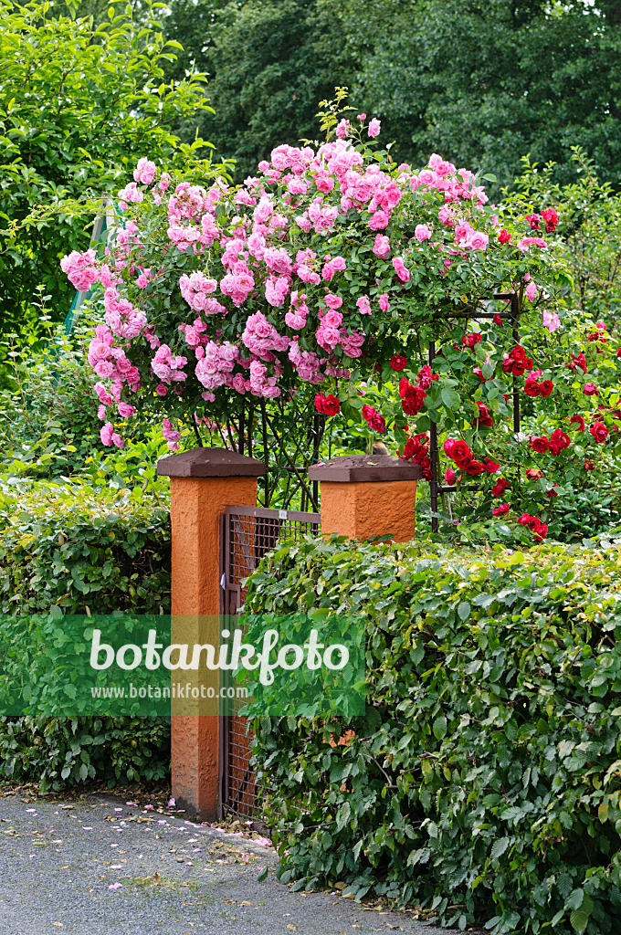 473189 - Garden entrance with climbing rose