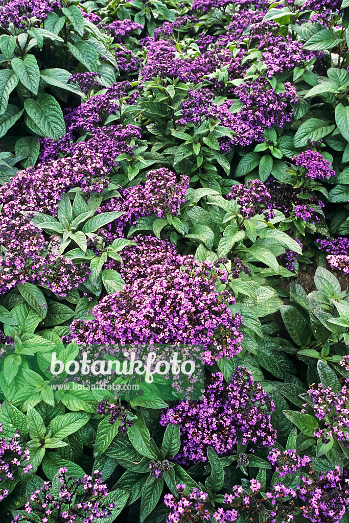 381018 - Garden heliotrope (Heliotropium arborescens)