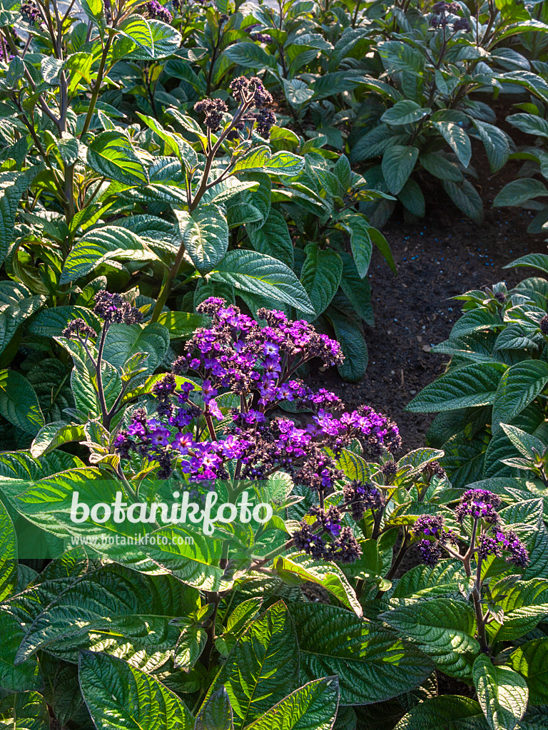 403018 - Garden heliotrope (Heliotropium arborescens)