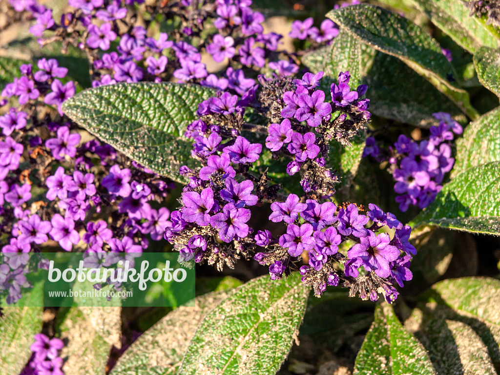 464068 - Garden heliotrope (Heliotropium arborescens)