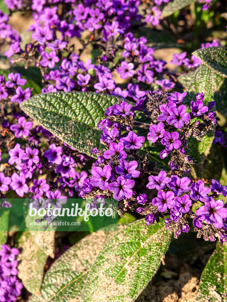 464069 - Garden heliotrope (Heliotropium arborescens)