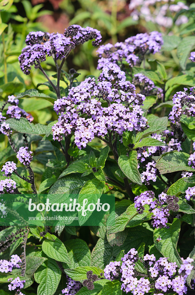 536103 - Garden heliotrope (Heliotropium arborescens 'Nautilus Lavender')