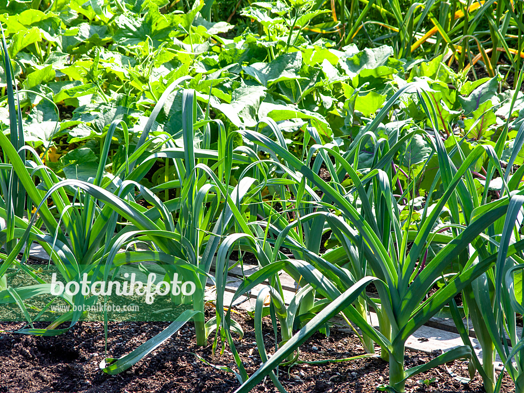 439288 - Garden leek (Allium porrum)