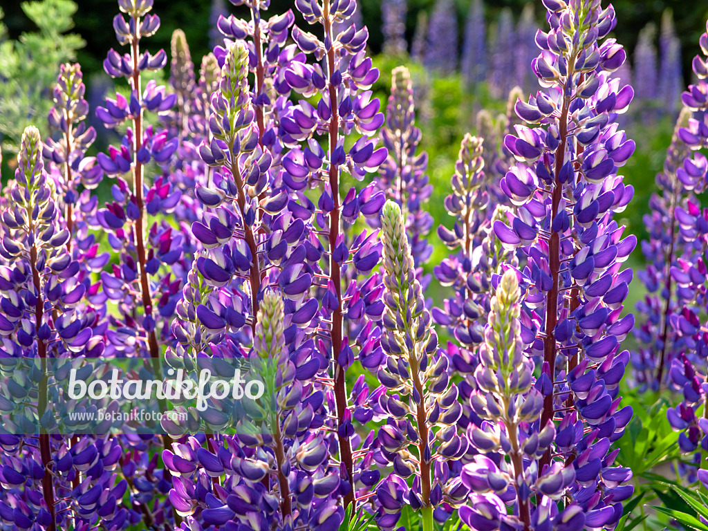 425088 - Garden lupin (Lupinus polyphyllus)