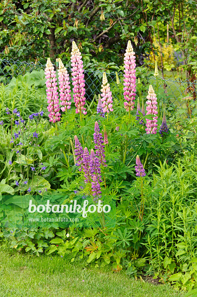 484343 - Garden lupin (Lupinus polyphyllus)