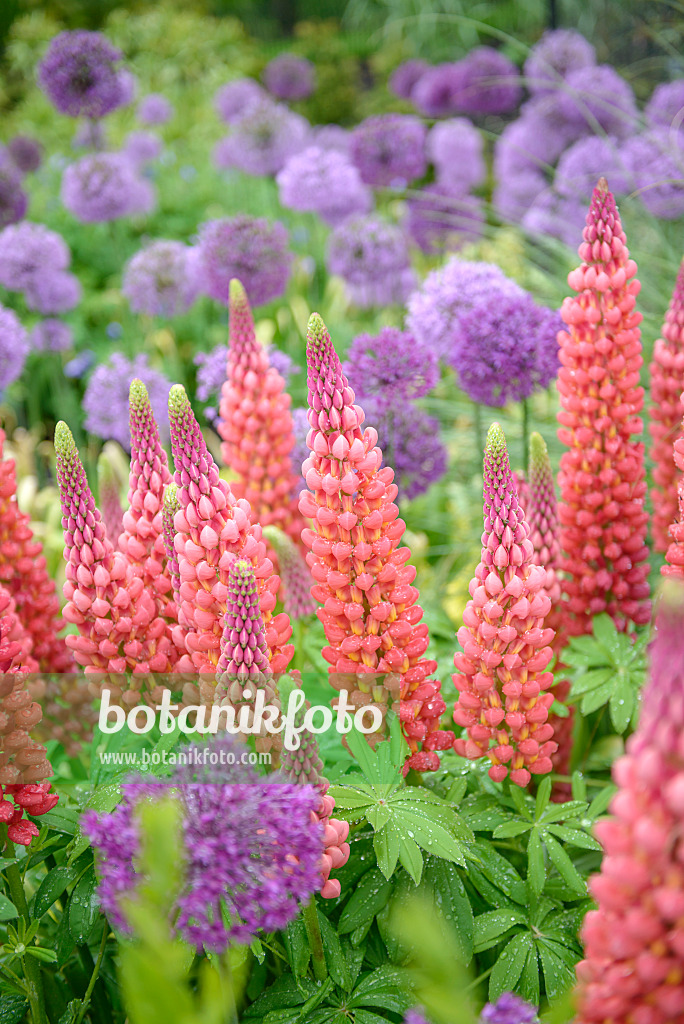 547172 - Garden lupin (Lupinus polyphyllus) and flowering onion (Allium aflatunense)