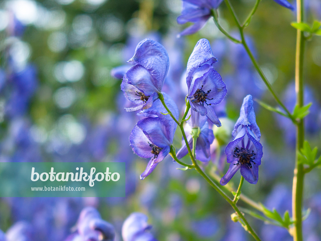 416061 - Garden monkshood (Aconitum x cammarum)