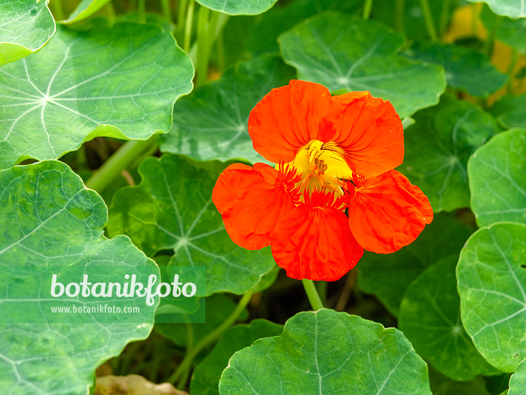 441037 - Garden nasturtium (Tropaeolum majus)