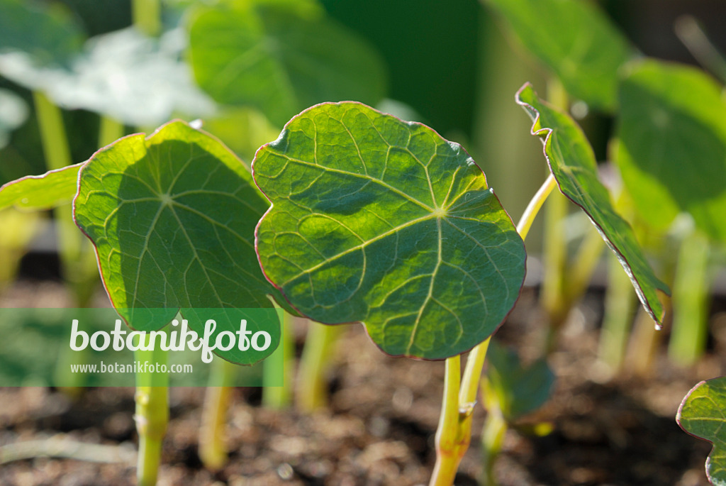 471165 - Garden nasturtium (Tropaeolum majus)