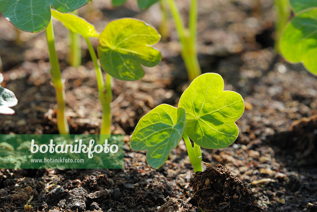 471166 - Garden nasturtium (Tropaeolum majus)