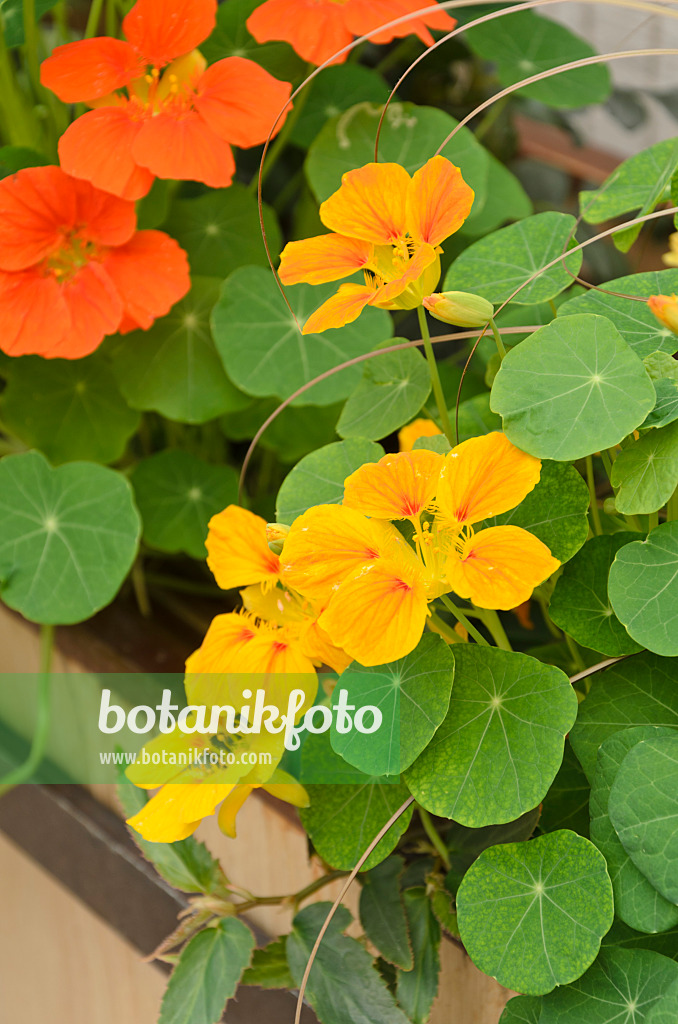 508250 - Garden nasturtium (Tropaeolum majus)