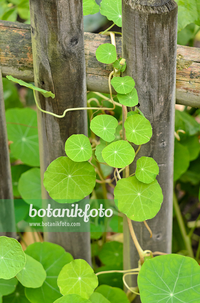 525311 - Garden nasturtium (Tropaeolum majus)