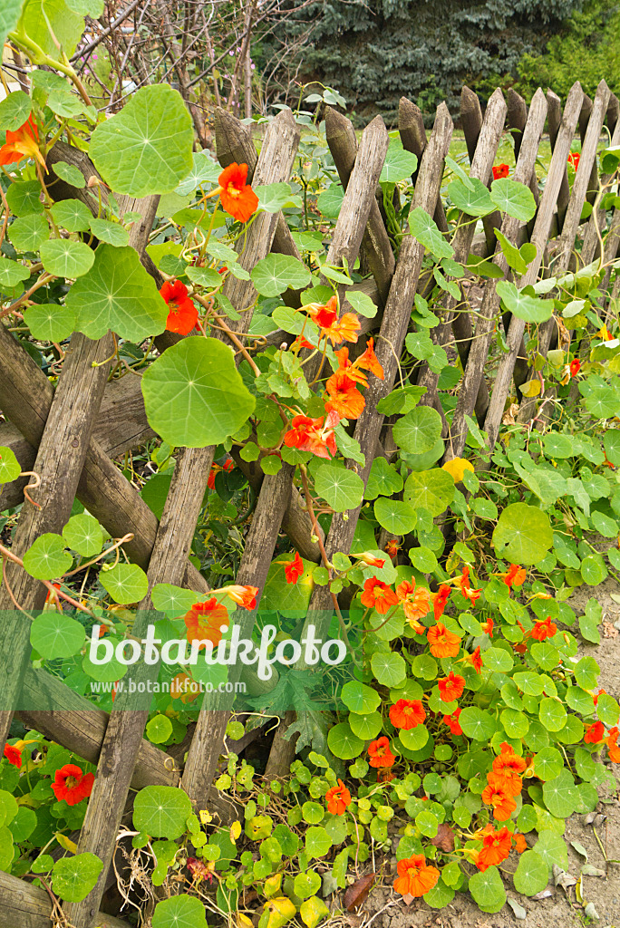 538007 - Garden nasturtium (Tropaeolum majus) at a garden fence