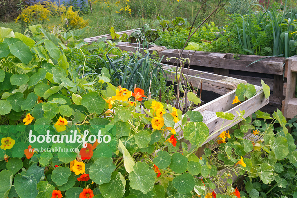 573091 - Garden nasturtium (Tropaeolum majus) in a raised bed