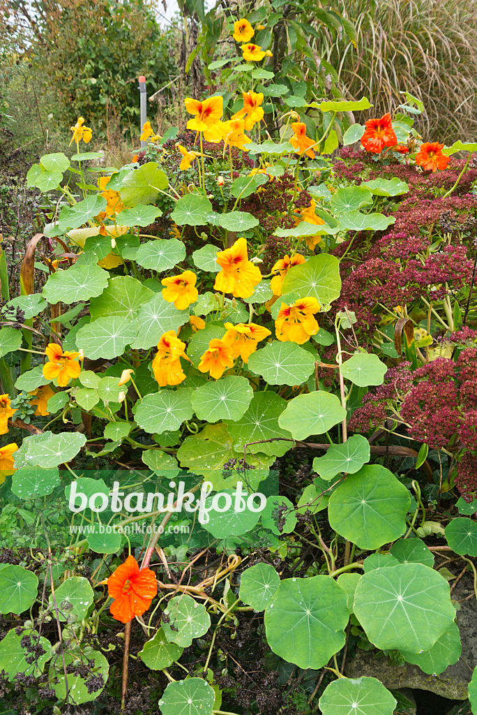 538002 - Garden nasturtium (Tropaeolum majus) and orpine (Sedum telephium syn. Hylotelephium telephium)