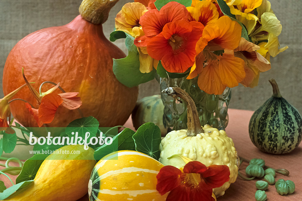 428296 - Garden nasturtium (Tropaeolum majus) and squash (Cucurbita)