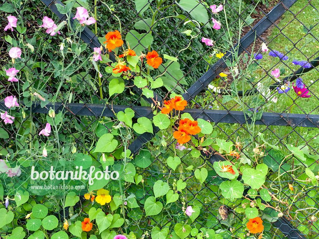 475241 - Garden nasturtium (Tropaeolum majus) and sweet pea (Lathyrus odoratus)