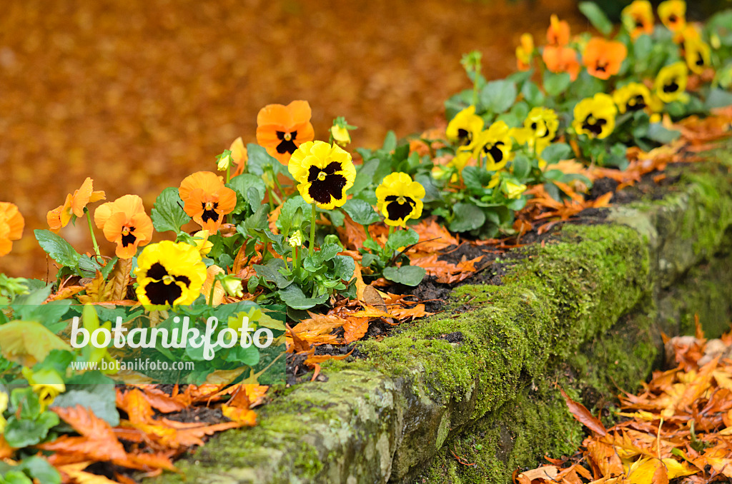 525387 - Garden pansy (Viola x wittrockiana)