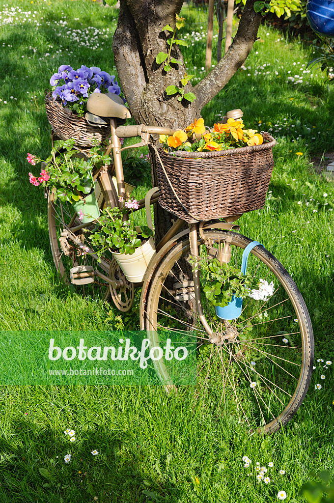 484134 - Garden pansy (Viola x wittrockiana) and cranesbills (Geranium) on a bicycle