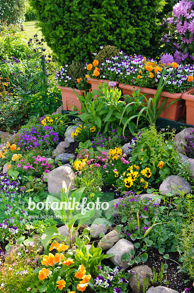 484349 - Garden pansy (Viola x wittrockiana) and horned pansies (Viola cornuta) in a rockery