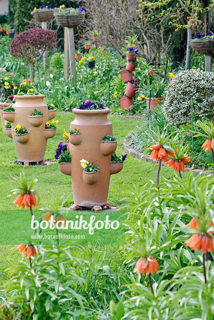 465095 - Garden pansy (Viola x wittrockiana) with flower tubs