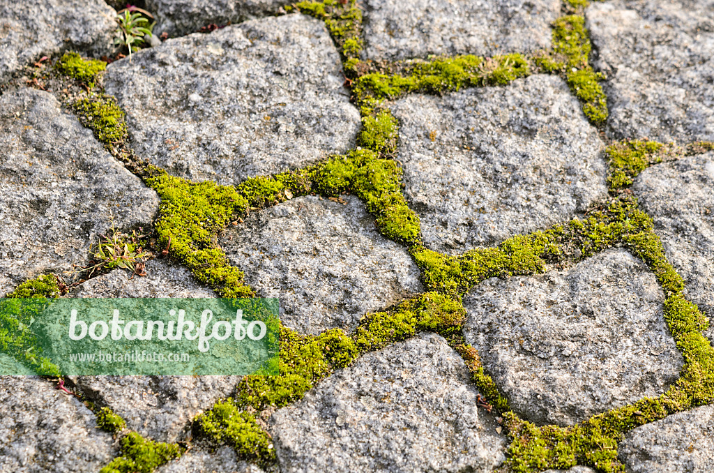 525006 - Garden path made of paving stones with moss in the pavement joints