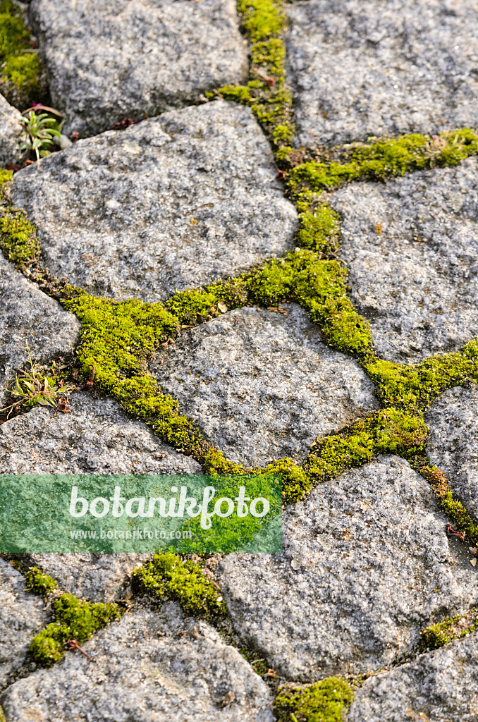 525007 - Garden path made of paving stones with moss in the pavement joints