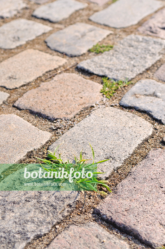 487021 - Garden path with paving stones and weeds