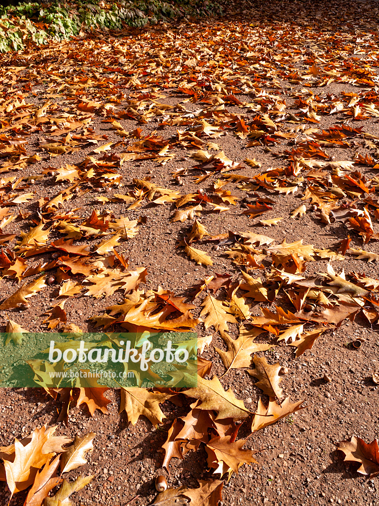 465187 - Garden pathway with oak leaves