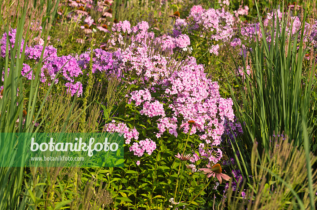 511006 - Garden phlox (Phlox paniculata)