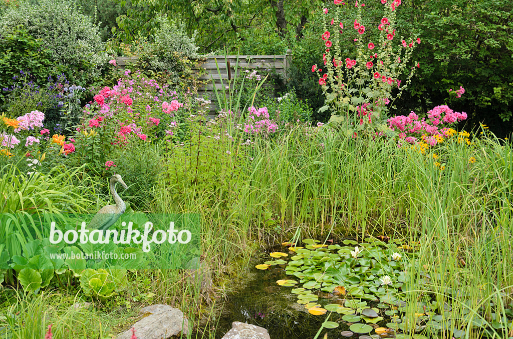 534520 - Garden phlox (Phlox paniculata), common hollyhock (Alcea rosea) and water lilies (Nymphaea) at a garden pond