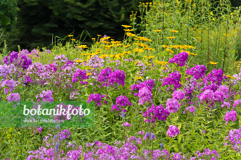 511085 - Garden phlox (Phlox paniculata) and false sunflower (Heliopsis helianthoides)